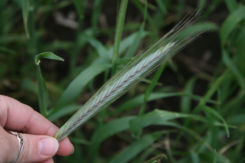 rye stalk from Breslin Farms