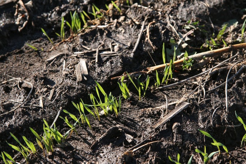 close up of rye sprouts in a field