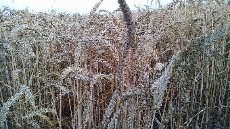 Field of grain