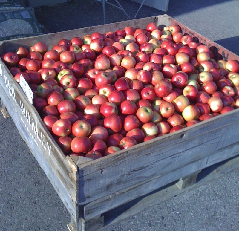 large bin filled with apples