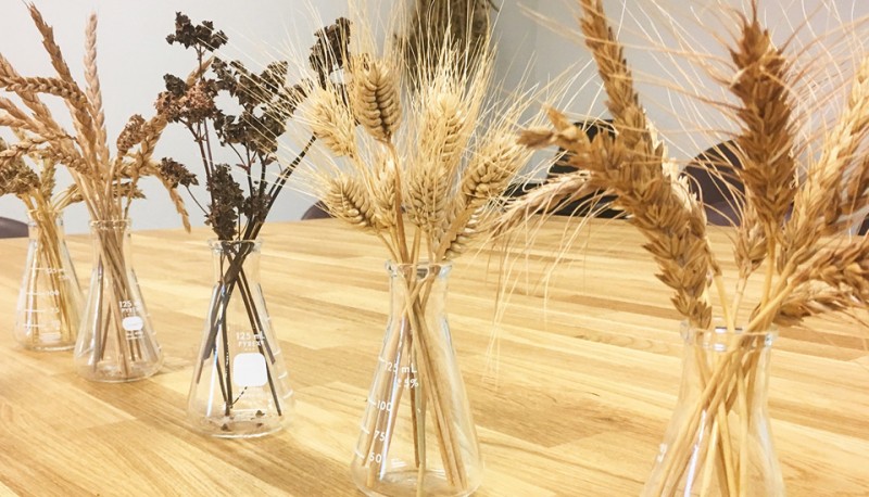 Grain varieties in vases