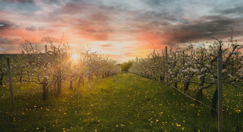 Plymouth Orchards sunset