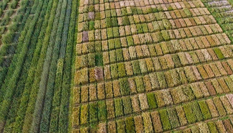 field of grain trials from above