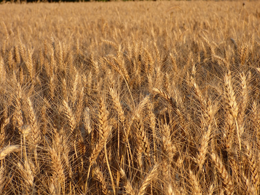 a field of durum wheat