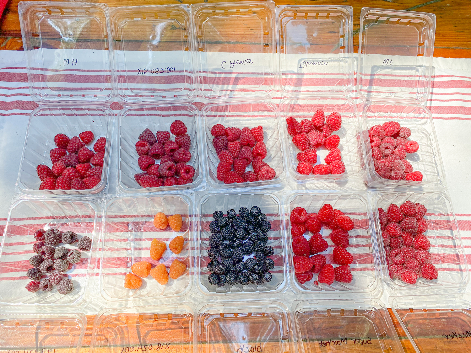 10 containers with different kinds of raspberries in each one