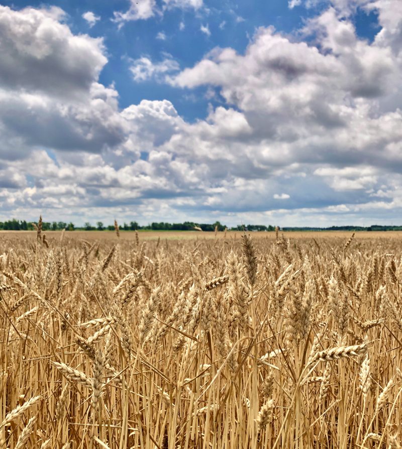 a field of wheat under a blue sky filled with fluffy white clouds