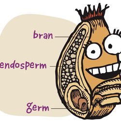 an illustration of the anatomy of a wheat berry