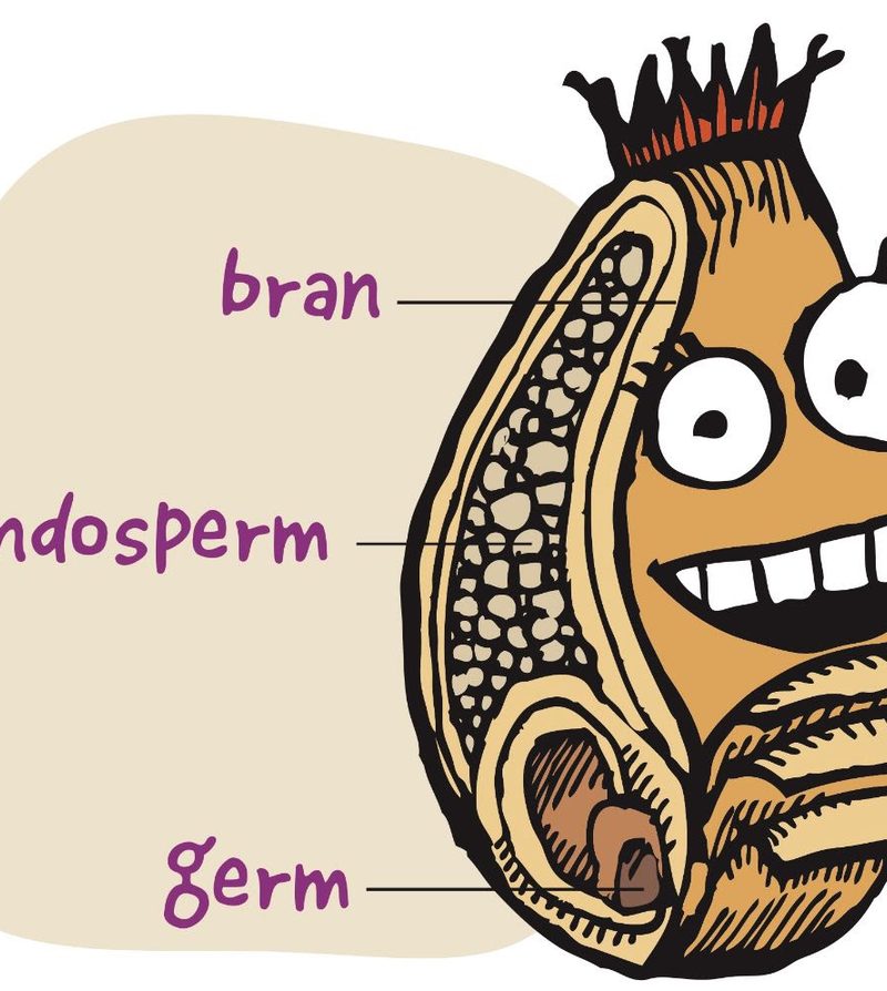 an illustration of the anatomy of a wheat berry