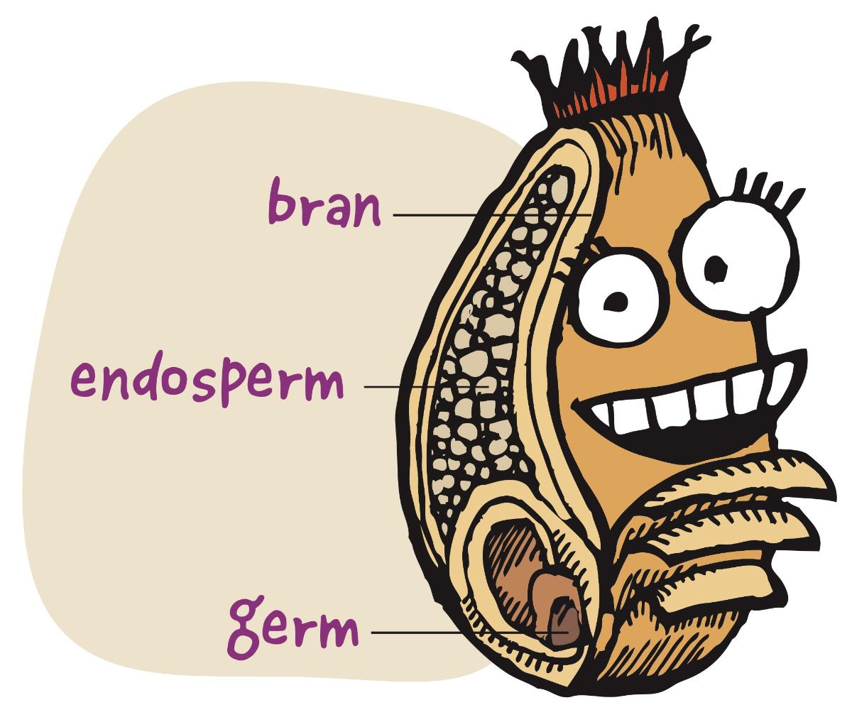 an illustration of the anatomy of a wheat berry